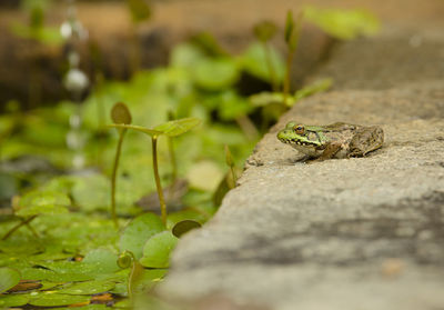 A frog considers jumping into the water lily covered reflecting pool