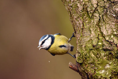 Close-up portrait of a bird