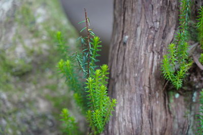 Close-up of tree trunk