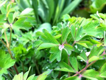Close-up of insect on plant