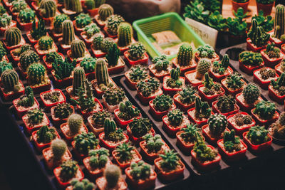 High angle view of succulent plants for sale in market