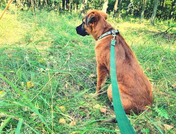 Dog sitting on field