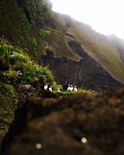 Close-up of horse on mountain against sky