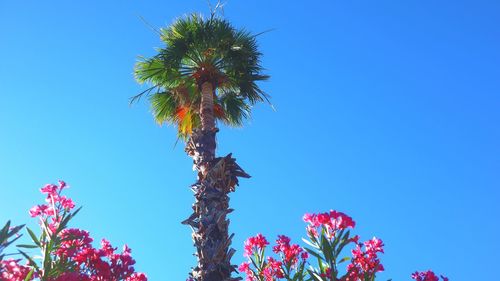 Low angle view of flowering plant against blue sky