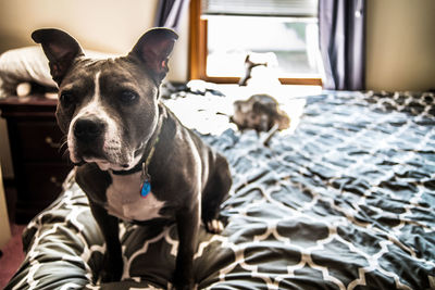 Portrait of dog resting on bed at home