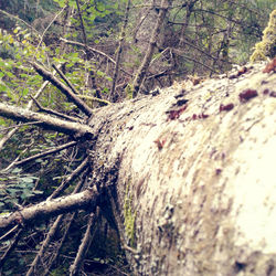 Close-up of tree trunk in forest