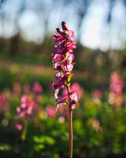 Close-up of pink flowering plant on field