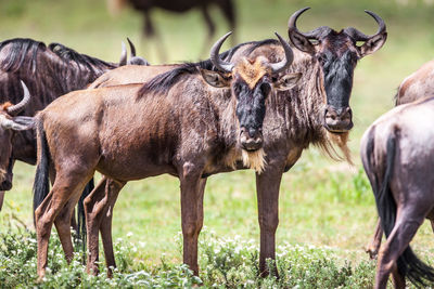 Wildbeest migration betwen serengeti and maasai mara national park