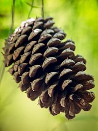 Close-up of pine cone on tree