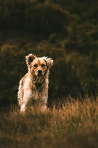 Portrait of dog on field