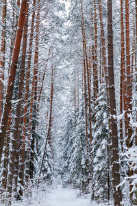 Trees in forest during winter