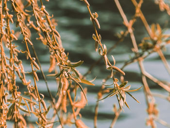 Close-up of dry plants against blurred background