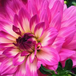 Close-up of pink dahlia