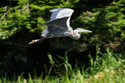 Close-up of heron flying against plants