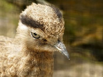 Close-up of a bird