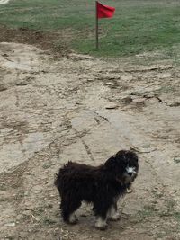 Dog on dirt road