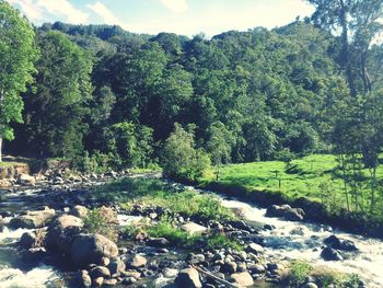 Scenic view of forest