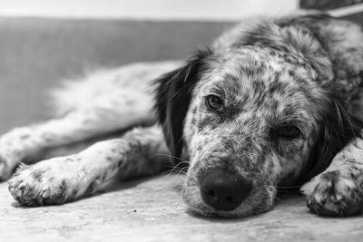 Dog bored photographed frontally