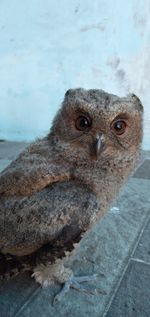 Close-up portrait of a bird