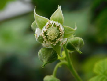 Close-up of flowering plant