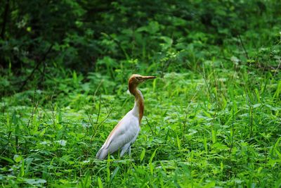 Close-up of egret perching by plants on field