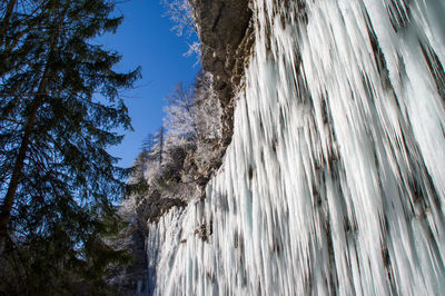 Low angle view of icicles on tree trunk against sky