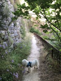 View of dog on footpath