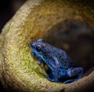 Close-up of frog on rock