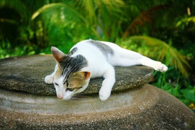 Close-up of a cat resting