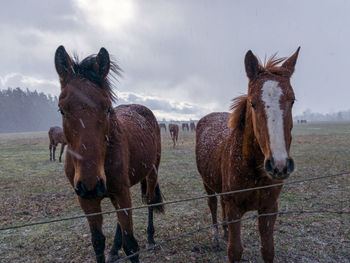 Horse standing on field