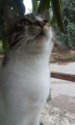 Close-up of cat looking up