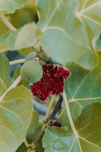 Close-up of strawberry growing on plant