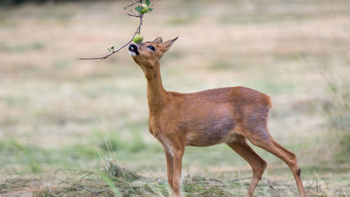 Deer standing on field