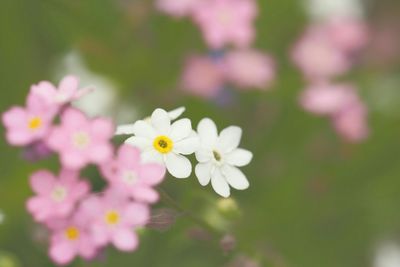 Close-up of white flowers blooming outdoors