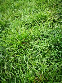 Full frame shot of grass on field