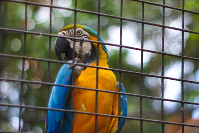 Close-up of parrot in cage