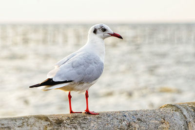 Close-up of seagull perching on rock against sea