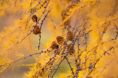 Close-up of yellow flowering plants