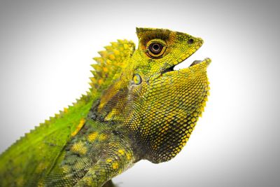 Close-up of a lizard