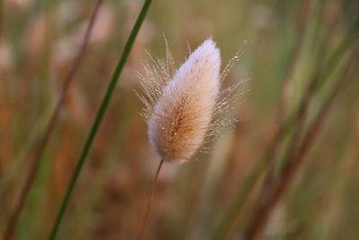 Close-up of white dandelion flower