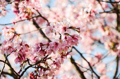 Low angle view of cherry blossom