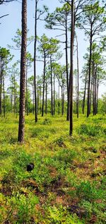 Trees in forest