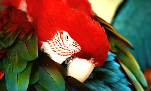 Close-up of red flower