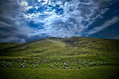Flock of sheep grazing on green hill against cloudy sky