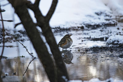 Sparrow perching at lake during winter