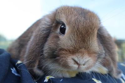 Close-up of squirrel