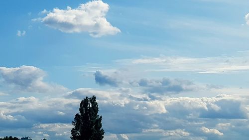 Low angle view of tree against sky
