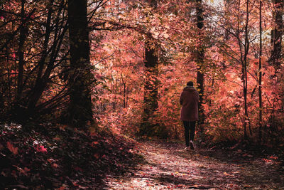 Rear view of person walking on footpath during autumn