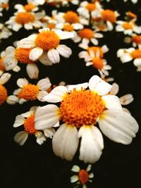 Close-up of white flowering plants against black background