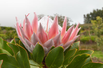 plant